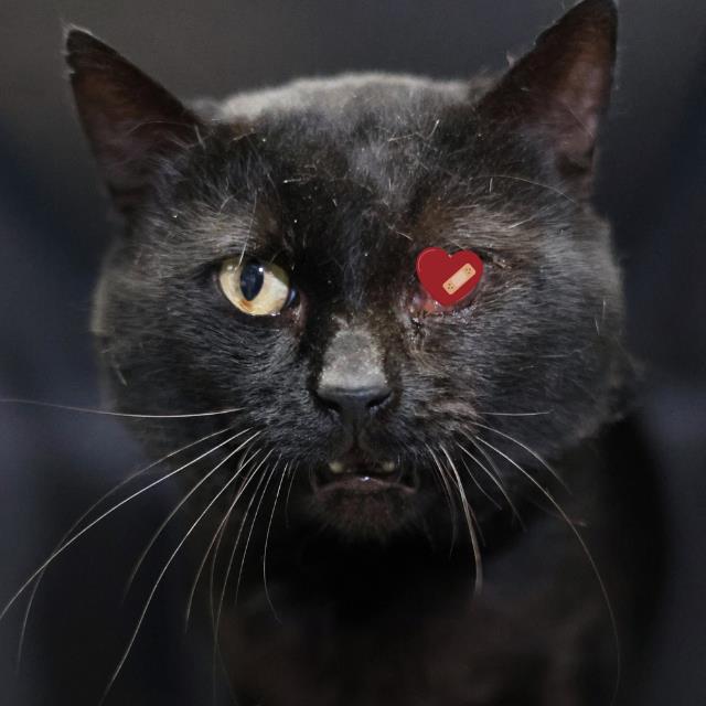 Shelter Stray Male Cat last seen COMPLEX AT 8611 DATAPOINT DR, San Antonio, TX 78227