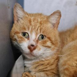 Shelter Stray Male Cat last seen Near BLOCK OF JEWETT ST, San Antonio, TX 78227