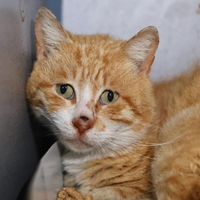 Shelter Stray Male Cat last seen Near BLOCK OF JEWETT ST, San Antonio, TX 78227