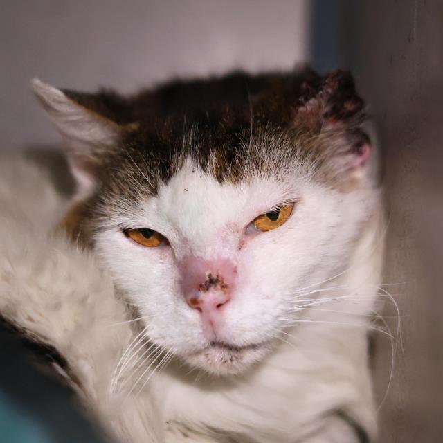 Shelter Stray Male Cat last seen Near BLOCK OF COSGROVE ST, San Antonio, TX 78227