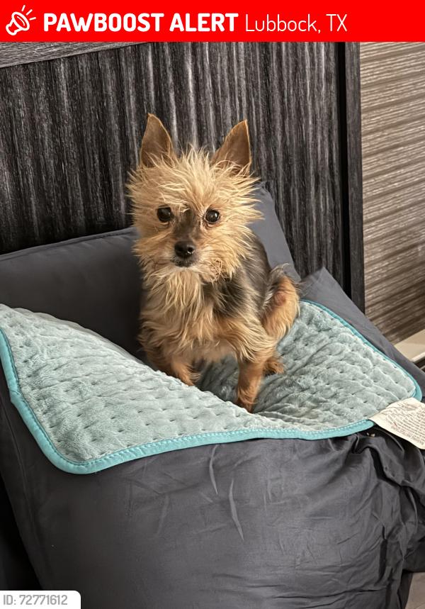 Lost Female Dog last seen 50th and Quincy Ave , Lubbock, TX 79407