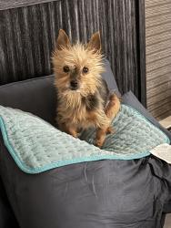 Lost Female Dog last seen 50th and Quincy Ave , Lubbock, TX 79407