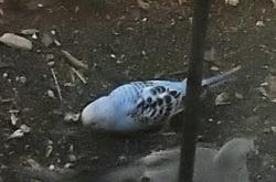 Found/Stray Unknown Bird last seen Lake Mead & Beasley, Sunrise Manor, NV 89156