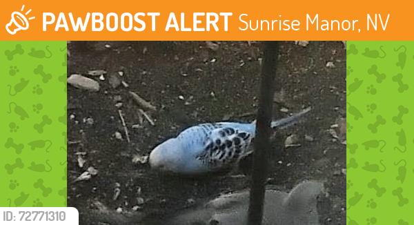 Found/Stray Unknown Bird last seen Lake Mead & Beasley, Sunrise Manor, NV 89156