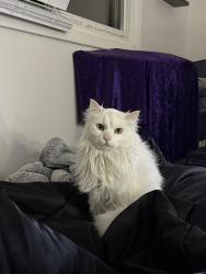 Lost Female Cat last seen Tendoy Dr and Ormond St, Boise, ID 83705