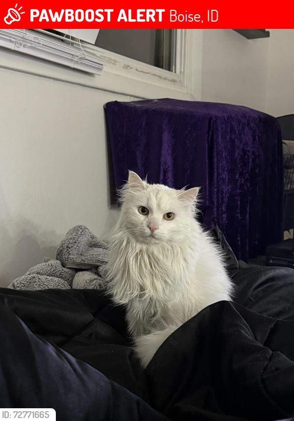 Lost Female Cat last seen Tendoy Dr and Ormond St, Boise, ID 83705