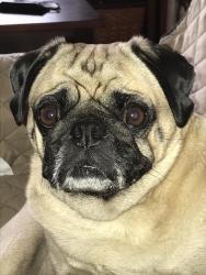 Lost Male Dog last seen Western and NW 192nd St, Edmond, OK 73012