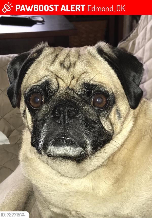 Lost Male Dog last seen Western and NW 192nd St, Edmond, OK 73012
