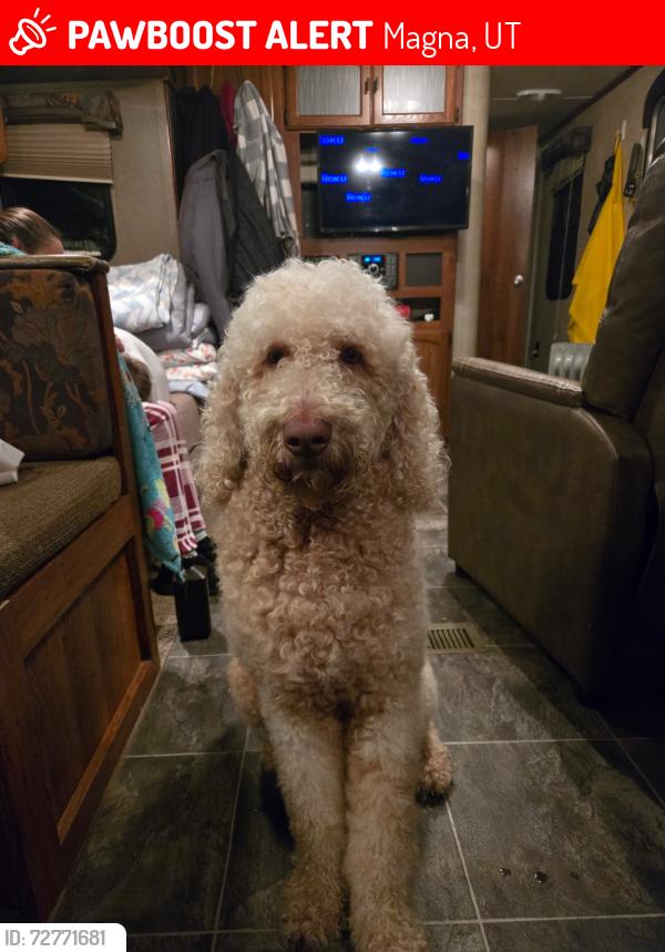 Lost Male Dog last seen Near s 9100 West manga ut , Magna, UT 84044