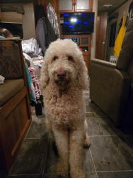 Lost Male Dog last seen Near s 9100 West manga ut , Magna, UT 84044