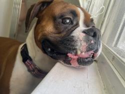 Lost Male Dog last seen Near montrose st , Hartford, CT 06106