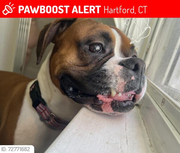 Lost Male Dog last seen Near montrose st , Hartford, CT 06106