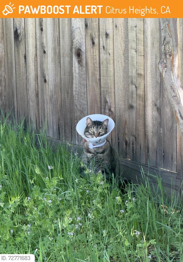 Found/Stray Unknown Cat last seen Springleaf ct, Citrus Heights, CA 95621
