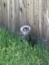 Found/Stray Unknown Cat last seen Springleaf ct, Citrus Heights, CA 95621