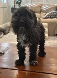 Reunited Male Dog last seen Azure/Rio Vista (near Ranch House restaurant), Las Vegas, NV 89130