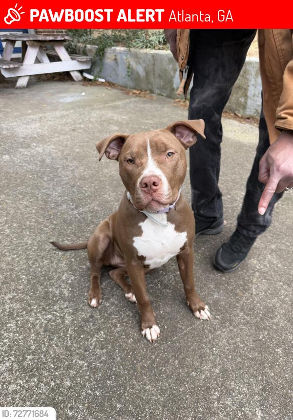 Lost Female Dog last seen M.L. King, Atlanta, GA 30314