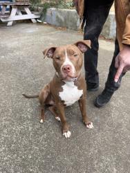 Lost Female Dog last seen M.L. King, Atlanta, GA 30314
