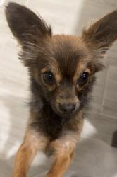 Lost Male Dog last seen Near 39th street up the street from sycamore hill elementary , Independence, MO 64055