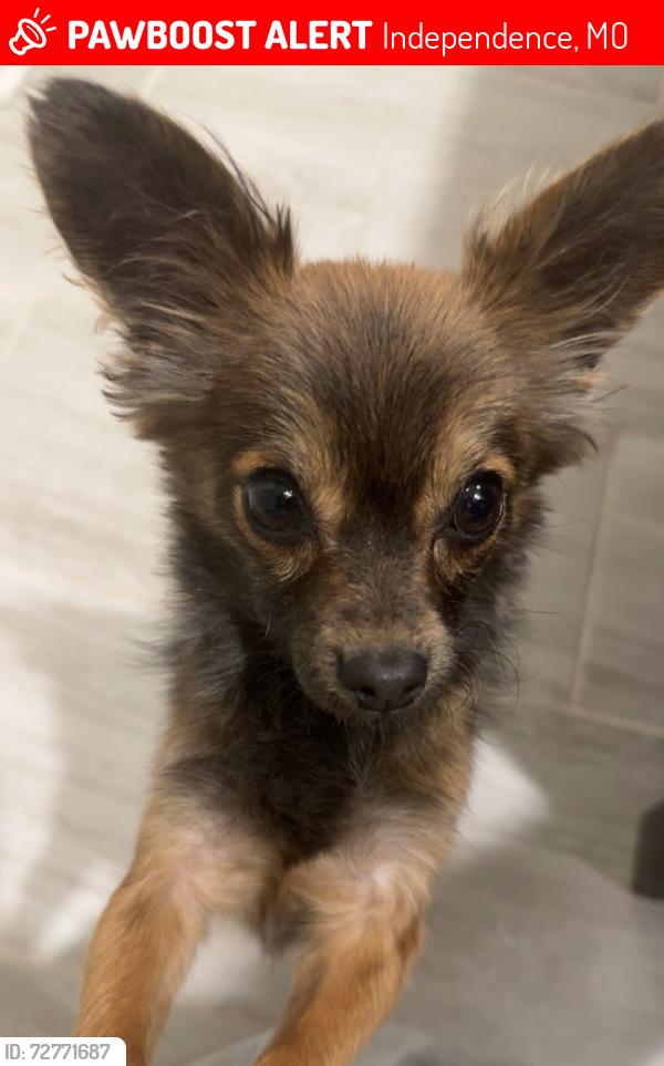 Lost Male Dog last seen Near 39th street up the street from sycamore hill elementary , Independence, MO 64055
