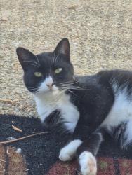 Found/Stray Unknown Cat last seen Near JEB Little Creek. Shelton Circle Neighborhood , Virginia Beach, VA 23455