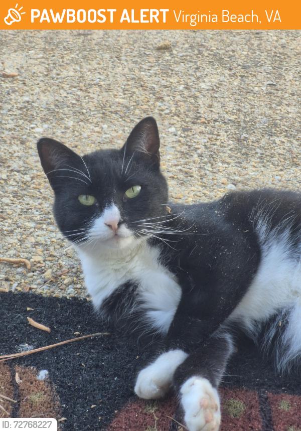 Found/Stray Unknown Cat last seen Near JEB Little Creek. Shelton Circle Neighborhood , Virginia Beach, VA 23455