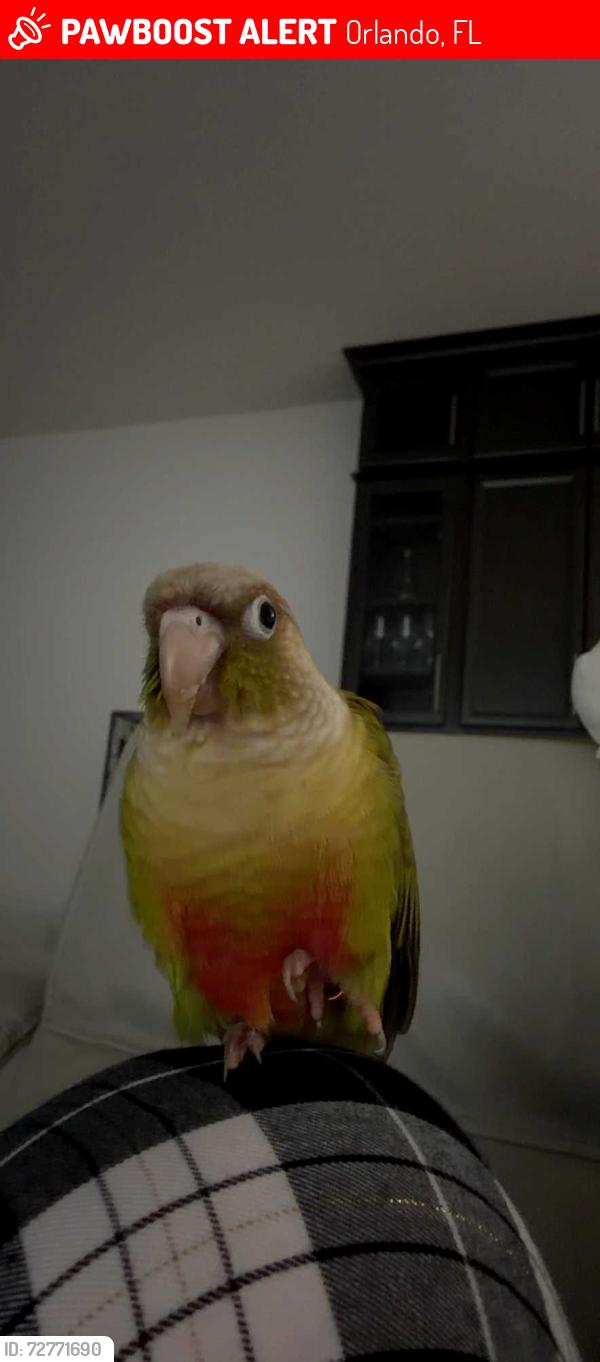 Lost Male Bird last seen Directly in front of 13163 Bromborough Dr, Orlando, Fl 32832 on a small tree, Orlando, FL 32832