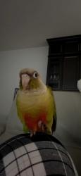 Lost Male Bird last seen Directly in front of 13163 Bromborough Dr, Orlando, Fl 32832 on a small tree, Orlando, FL 32832
