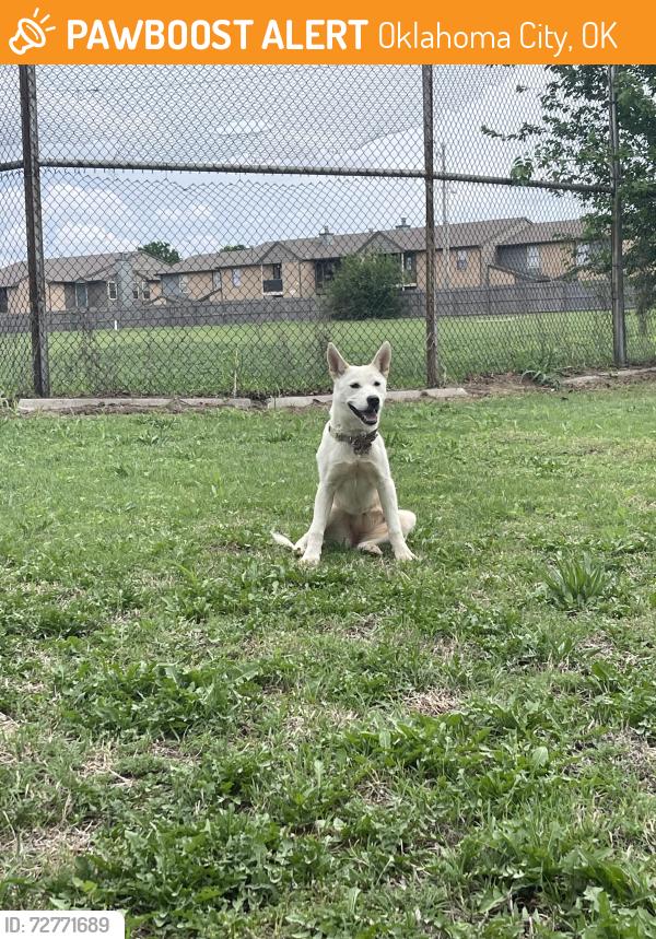 Found/Stray Female Dog last seen NW 85th and Council Rd, Oklahoma City, OK 73132