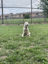 Found/Stray Female Dog last seen NW 85th and Council Rd, Oklahoma City, OK 73132