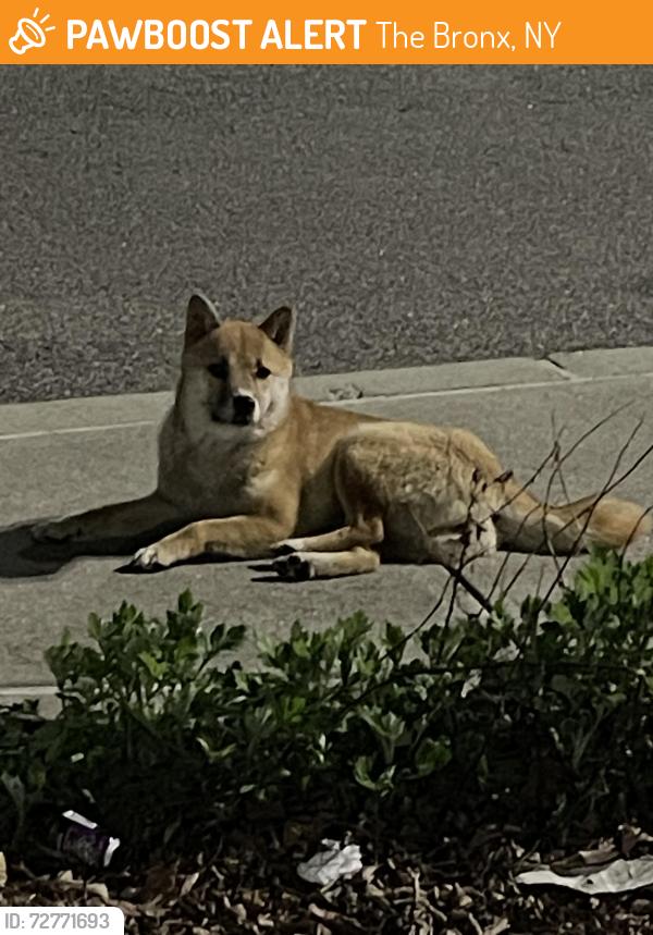 Found/Stray Unknown Dog last seen Bronx Community College 151 Hall of Fame Terr Bronx, NY  10453 United States , The Bronx, NY 10453