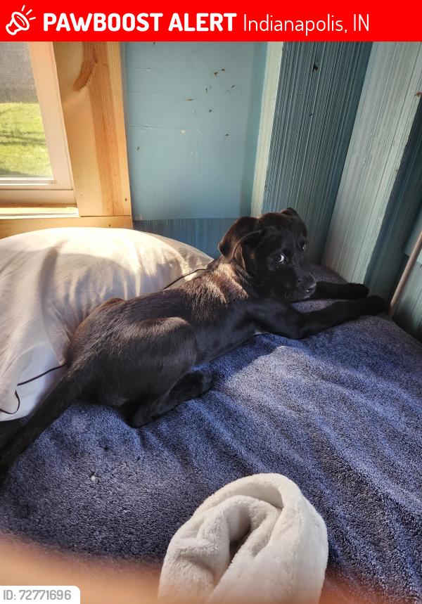 Lost Male Dog last seen Near s auburn st, Indianapolis, IN 46241