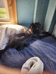 Lost Male Dog last seen Near s auburn st, Indianapolis, IN 46241