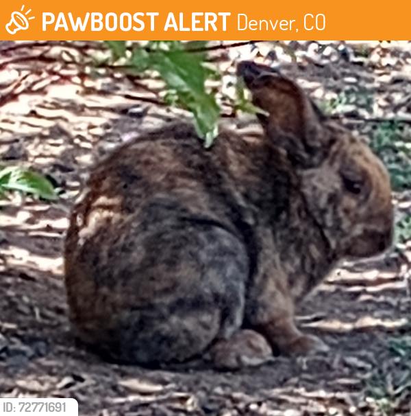 Found/Stray Unknown Rabbit last seen Spruce St and Jewell Ave on open area near fences, Denver, CO 80231