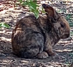 Found/Stray Unknown Rabbit last seen Spruce St and Jewell Ave on open area near fences, Denver, CO 80231