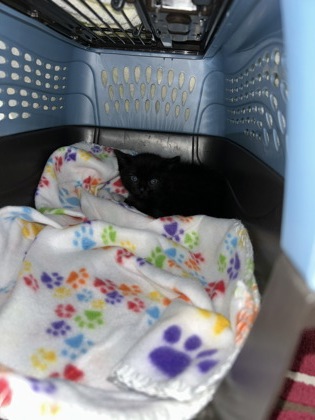 Shelter Stray Female Cat last seen Rancho Cordova, CA 95827, Sacramento, CA 95828