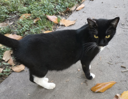 Lost Female Cat last seen Near apmts, nobhill , rio grande, chaparral , Seguin, TX 78155