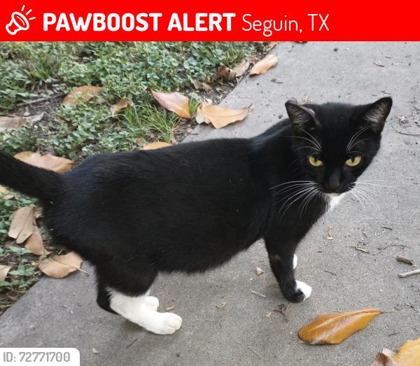 Lost Female Cat last seen Near apmts, nobhill , rio grande, chaparral , Seguin, TX 78155
