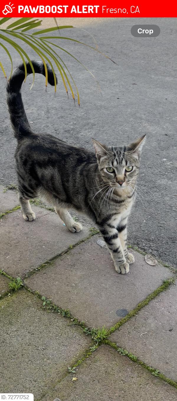 Lost Male Cat last seen Olive , Fresno, CA 93728