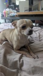 Lost Male Dog last seen Near El Dori Dr , San Jose, CA 95123