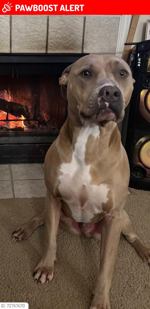 Lost Male Dog last seen Shoemaker Rd Excelsior Springs, Fishing River Township, MO 64024