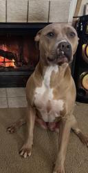 Lost Male Dog last seen Shoemaker Rd Excelsior Springs, Fishing River Township, MO 64024