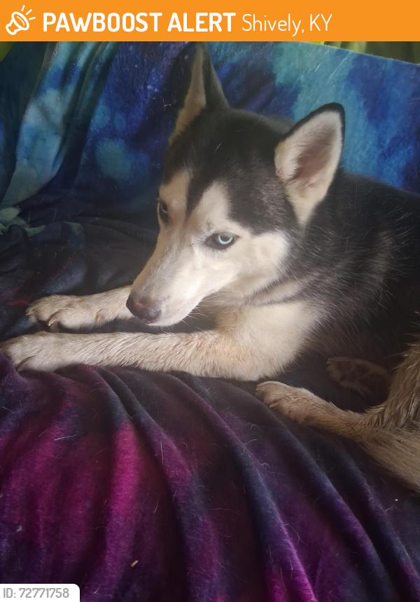 Found/Stray Female Dog last seen Grandview Drive and Dixie hwy, Shively, KY 40216