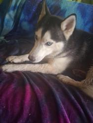 Found/Stray Female Dog last seen Grandview Drive and Dixie hwy, Shively, KY 40216