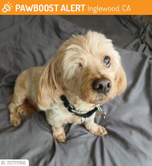 Found/Stray Male Dog last seen Little Caesar's Century Blvd @ 405, Inglewood, CA 90304