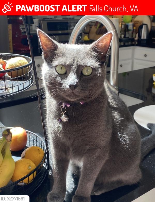 Lost Female Cat last seen Timber Ln, Ann St, Spring St, Oak St, Falls Church City, VA, Falls Church, VA 22046