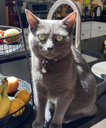 Lost Female Cat last seen Timber Ln, Ann St, Spring St, Oak St, Falls Church City, VA, Falls Church, VA 22046