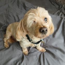 Found/Stray Male Dog last seen Little Caesar's Century Blvd @ 405, Inglewood, CA 90304