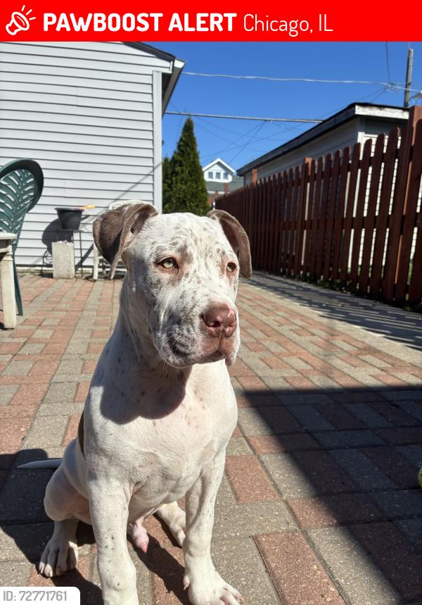 Lost Male Dog last seen Near S Kedzie Ave Chicago, IL  60629 United States, Chicago, IL 60629