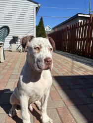 Lost Male Dog last seen Near S Kedzie Ave Chicago, IL  60629 United States, Chicago, IL 60629