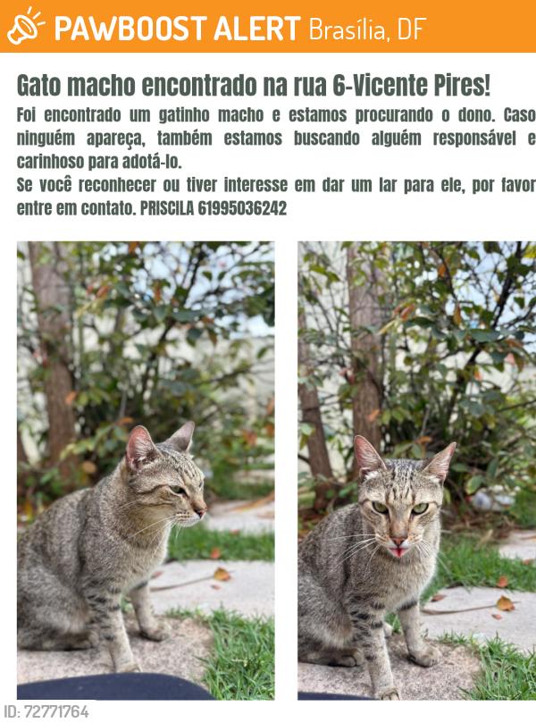 Found/Stray Male Cat last seen Rua 6, Brasília, DF 